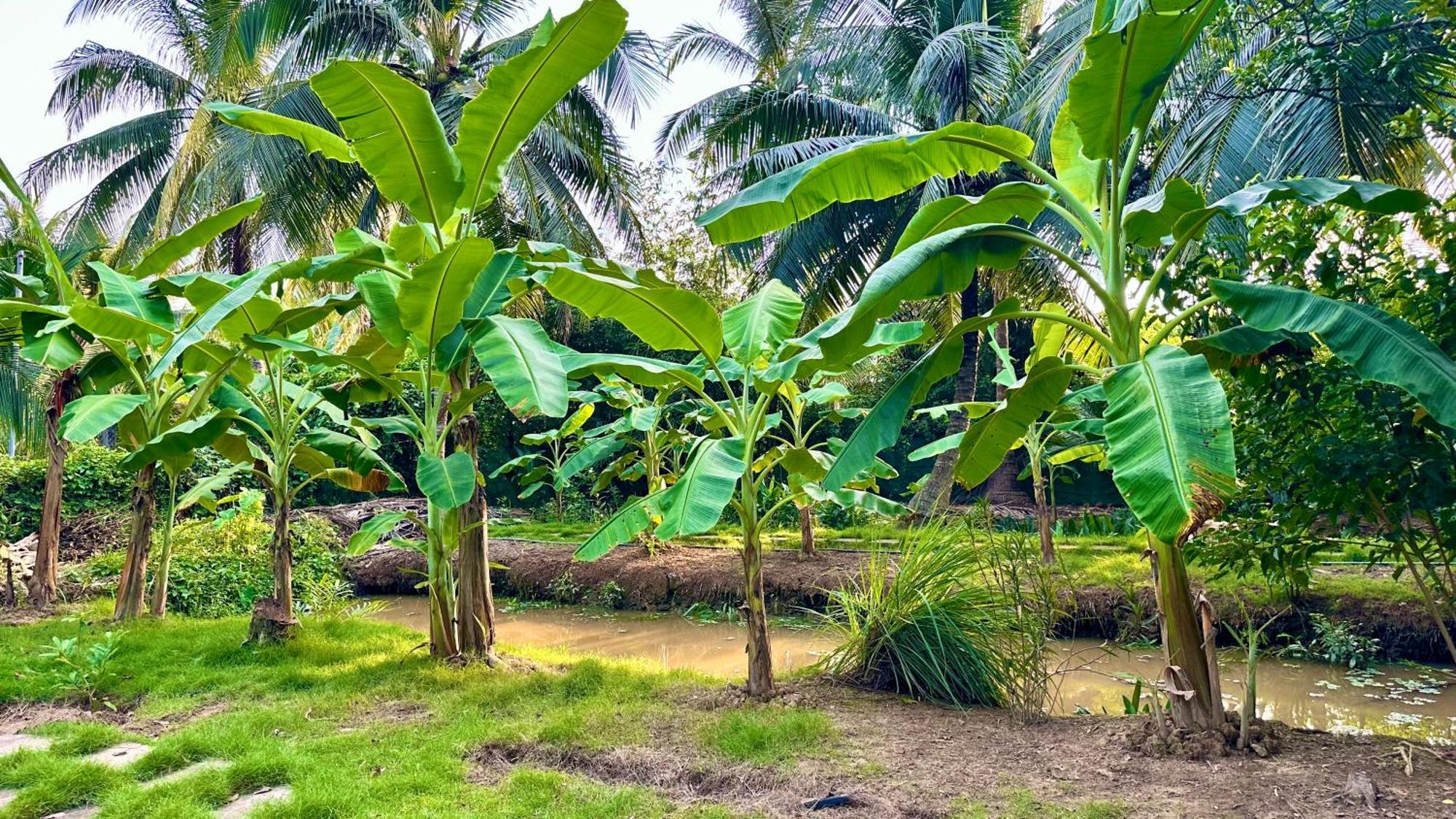Hide Away Bungalows In Ben Tre City מראה חיצוני תמונה